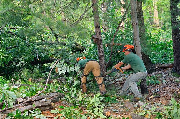 Best Emergency Storm Tree Removal  in Seven Oaks, SC